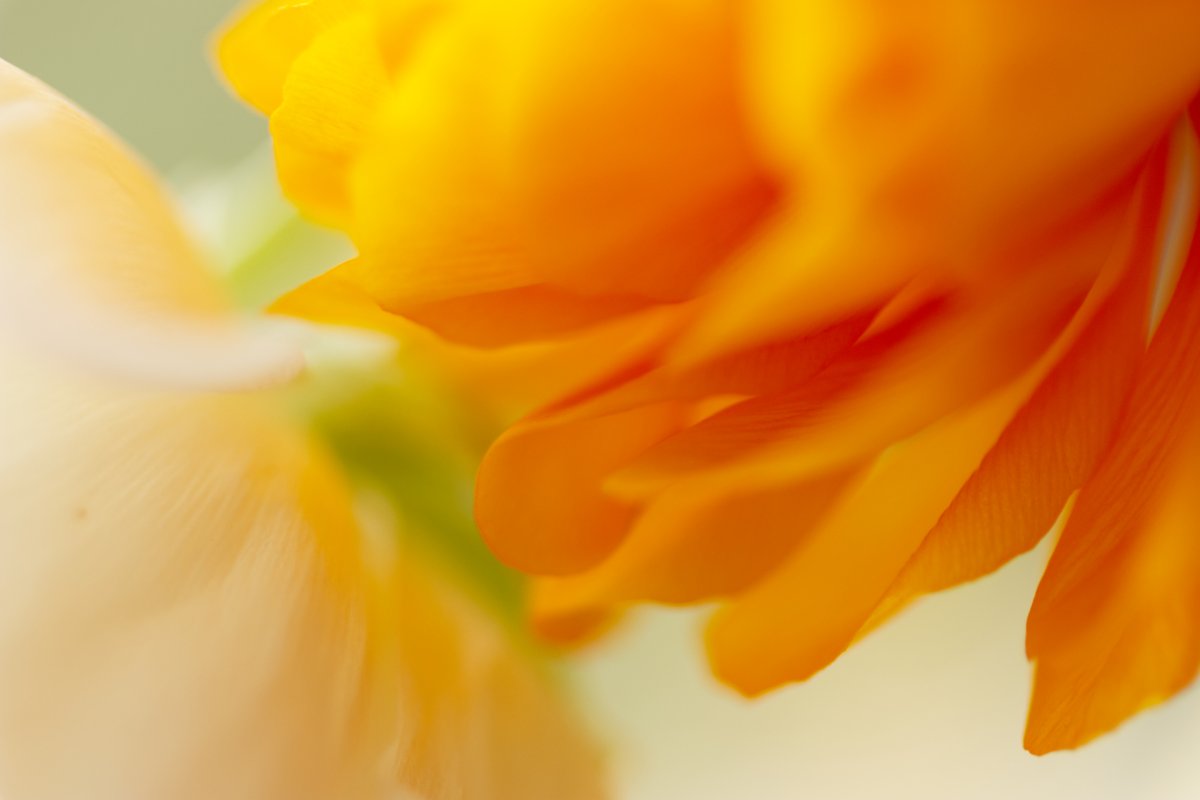 E-marketing et relation client selon Via Tara La communication digitale se déploie dans un écosystème : social media, personal branding, inbound marketing. Et la fleur orange déploie sa présence.