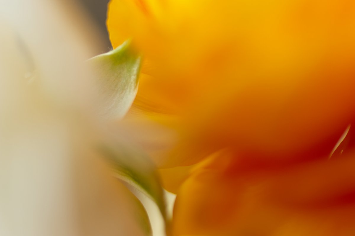 Image de marque et notoriété, Via Tara Une communication digitale sensible et authentique avec Via Tara. Intime comme l'image en gros plan de deux renoncules qui semblent danser ensemble